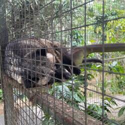 The Luwak cat that "aided" in producing the Luwak coffee