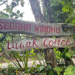 Last stop on our expedition: the coffee plantation