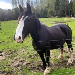 Friendly horse i found in my walk. She was very disappointed I didn't have any food for her.