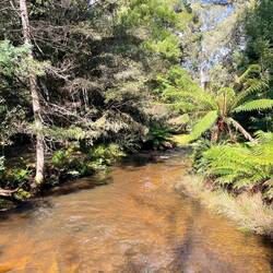 Walk back from Russell Falls