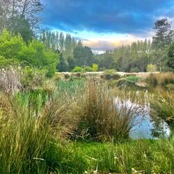 View at sunset from the paddock behind my cottage.