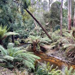 Walk to Russell Falls