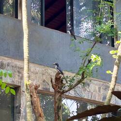 Ceylon-Grautoko ist eine monotypische Vogelart aus der Familie der Nashornvögel