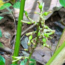 cardamom is actually fruits from the roots