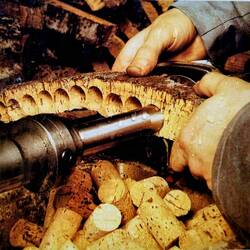 ... 18 Milliarden Korken pro Jahr produziert Portugal (Foto Schautafel)!