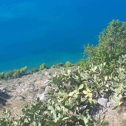 Karibikblaues Meer und am Felsen wachsen Unmengen an Feigenkakteen