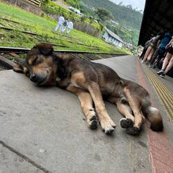 waiting for the train to arrive