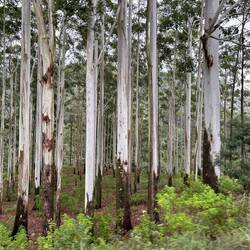 Eukalyptus Bäume 🥰