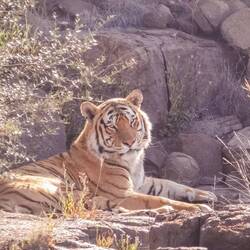 So ein stolzer Tiger