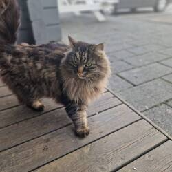 Ylvis grosse Schwester heute getroffen... 3x so viel Fell, braucht sie hier wohl auch 🤔