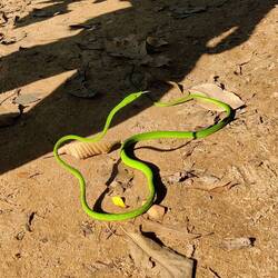 Saw lots of these! If they have a red tail they're poisonous