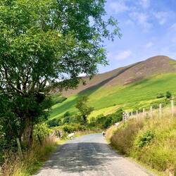 Sheep grazing the twisting roadsides