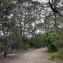Forrest at Lake St Clair