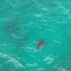 Turtles from the drone