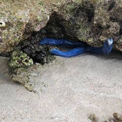 A blue starfish hiding under a rock