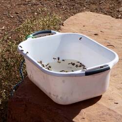 Unsere Abwaschschüssel wurde von Bienen gekapert