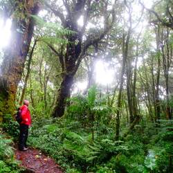 Santa Elena Cloud Forest