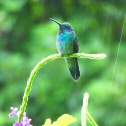 Viotear hummingbird at Curi Cancha