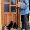 The cats and kittens are determined to get in