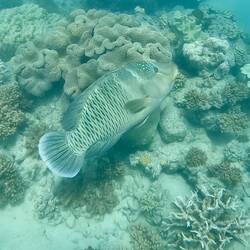 This wrass was huge!