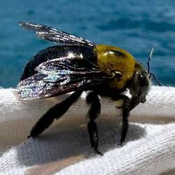 A massive bee in the cabin
