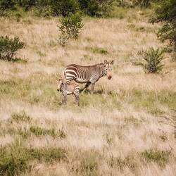 Die Mountain Zebras