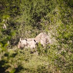 Nashorn-Mama mit Baby