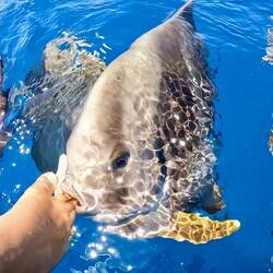 The kids fed the bat fish with their toes 🤣