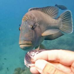 Brett hand feeding the wrass
