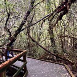 Boardwalk at Heritage Landing