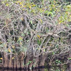 Bromeliads (air plant) growing on a tree
