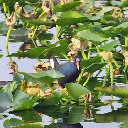 American purple gallinule
