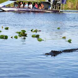 Gator