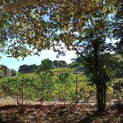 Ein Weinberg und Herbstfärbung 🤗🤗