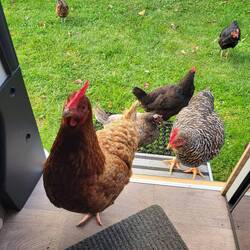 Hühner, noch nicht geschmort