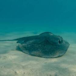 So many sting rays