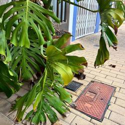 Wo ist denn der Tobianer 🤔