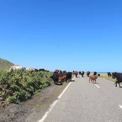 Ralenti un troupeau du meilleur animal!