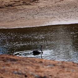 Ein schwarzer Schwan