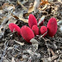Mushrooms
