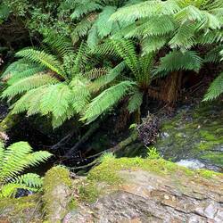 Bottom of Hogarth Falls