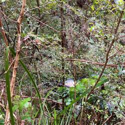 Route to Hogarth Falla