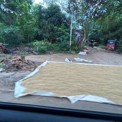 Reis wird an oder auf der Strasse getrocknet