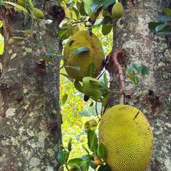 Jack Fruit