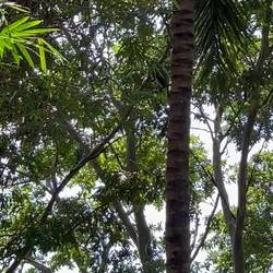 die frechen, aber super eleganten Affen