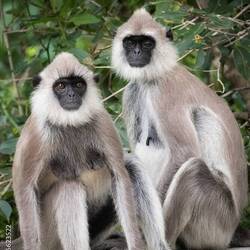internet: so sehen die Weißbartlanguren aus
