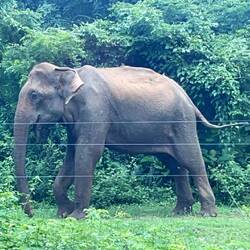 da war unser erster wilder Elefant