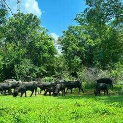 das war nur Büffelvieh