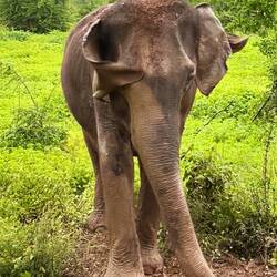 der waschfreudige kleinere Eli