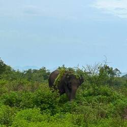 getarnt, keiner sieht mich ! 🙈